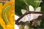 Cucumber Moth (Diaphania indica)