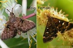 Piletocera fluctualis