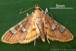 Enlarged Image of 'Prophantis QQNZAC-A'