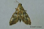 Enlarged Image of 'Sameodes cancellalis'