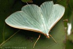 Emerald Crambus (Stemorrhages oceanitis)