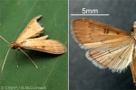 Enlarged Image of 'Tatobotys biannulalis'