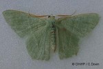 Big Emerald (Thalassodes pilaria)