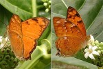 Enlarged Image of 'Vagrans egista bowdenia'