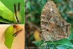 Enlarged Image of 'Melanitis leda solandra'
