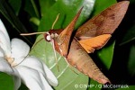 Enlarged Image of 'Gnathothlibus erotus'