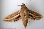 Enlarged Image of 'Hippotion celerio'