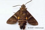 Enlarged Image of 'Macroglossum hirundo'