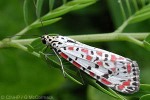 Enlarged Image of 'Utetheisa pulchelloides'