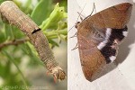 Enlarged Image of 'Achaea janata'