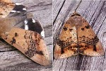 Achaea serva