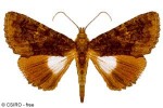 Enlarged Image of 'Aedia leucomelas'