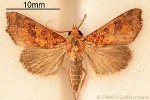Enlarged Image of 'Anomis flava'