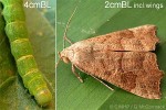 Enlarged Image of 'Anomis involuta'
