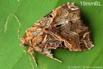 What Am I? Click to display answer!