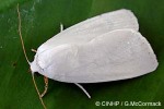 Enlarged Image of 'Chasmina tibialis'