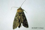 Enlarged Image of 'Chrysodeixis acuta'