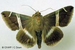 What Am I? Click to display answer!