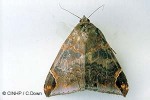 Enlarged Image of 'Dysgonia prisca'