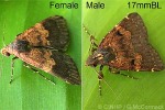 Enlarged Image of 'Hydrillodes melanozona QQcf'