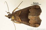 Enlarged Image of 'Hypena gonospilalis'