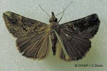 Enlarged Image of 'Hypena laceratalis'