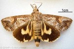 Enlarged Image of 'Hypocala deflorata'