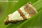 Enlarged Image of 'Maliattha ritsemae'