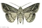 Enlarged Image of 'Mocis frugalis'