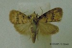 Enlarged Image of 'Nola insularum'