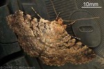 Enlarged Image of 'Polydesma boarmioides'