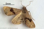Rhesalides curvata