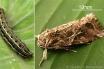 Enlarged Image of 'Spodoptera litura'