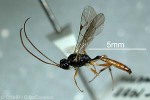 Enlarged Image of 'Diadromus collaris'
