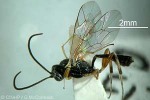Diamondback-Moth Wasp (Diadegma semiclausum)