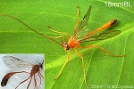 Enlarged Image of 'Enicospilus QQB553'