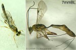 Enlarged Image of 'Ichneumon-QQPK36'