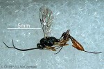 Enlarged Image of 'Venturia canescens'