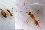 Enlarged Image of 'Meteorus pulchricornis'