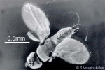Native-Fig Pollinator (Platyscapa innumerabilis)