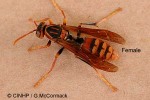 Enlarged Image of 'Polistes jokahamae'