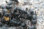 Sickle-jaw Ant (Leptogenys falcigera)
