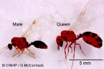 Enlarged Image of 'Solenopsis geminata'