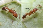 Enlarged Image of 'Tetramorium guineense'