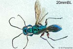 Enlarged Image of 'Ampulex compressa'