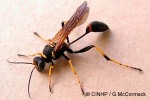 Black-waisted Mud-dauber (Sceliphron  caementarium)