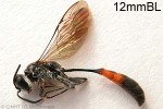 Trypoxylon QQ1