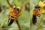 Honeybee-mimic Bee (Megachile umbripennis)