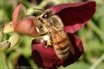 Honey Bee (Apis mellifera)