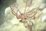Enlarged Image of 'Crinoid QQ1'